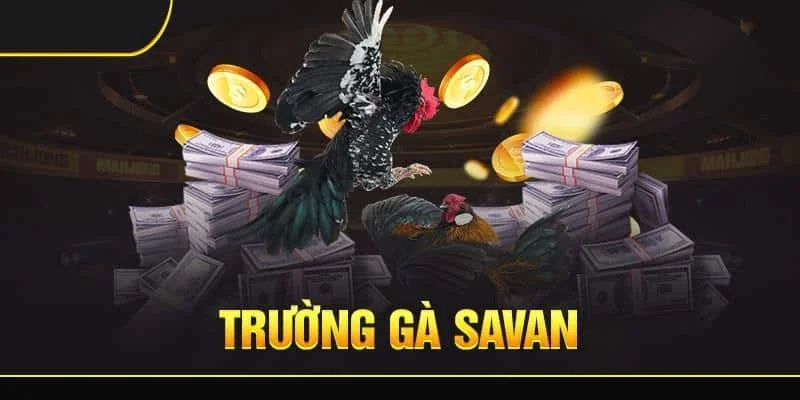 Trường gà Savan