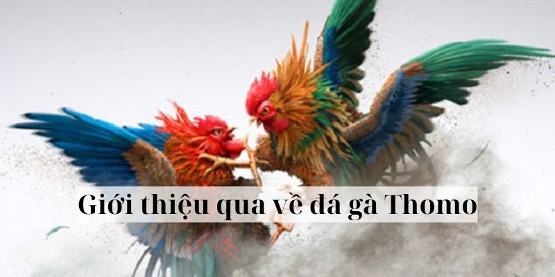 Giới thiệu qua về đá gà Thomo