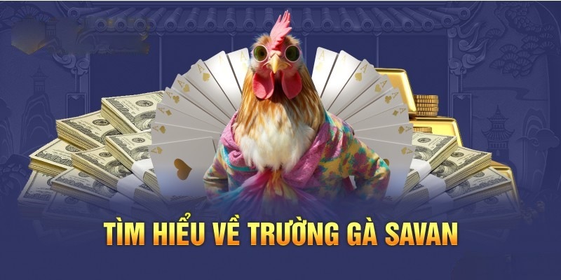 Tìm hiểu đôi nét về trường gà savan