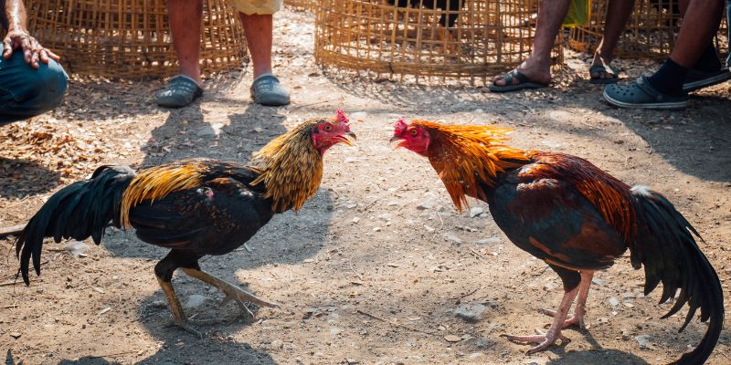 Thuật ngữ chuyên dùng trong các trận đấu đá gà chuyên nghiệp