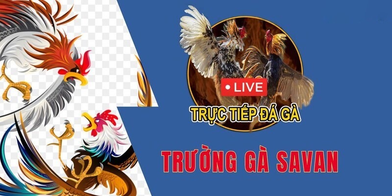 Trực tiếp đá gà tại trường gà Savan